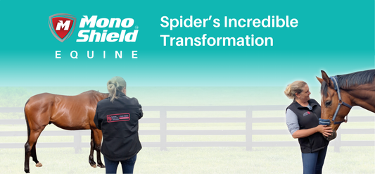 Spider's Incredible Transformation